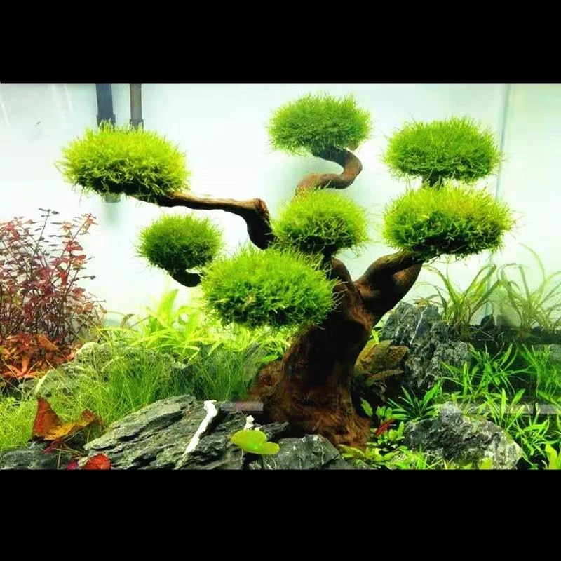 수족관 유목 조경 장식, 어항 목재 DIY 장식, DI - Pet Supplies Fish 리뷰 및 가격